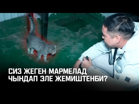 Видео: 0 градусов жаш балдарга кандай акыбалда жасап берип жатат?