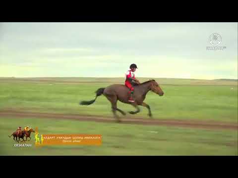 Видео: Орхон аймгийн Алдарт уяачдын цолны мялаалга наадам 2016