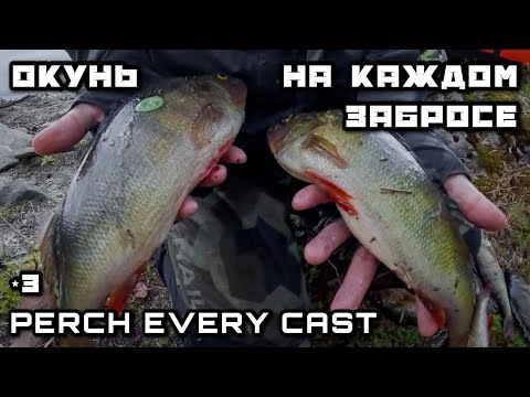 Видео: ОКУНЬ на Блесну на каждом забросе ! Рыбалка на Спиннинг с Пакрафта | Колеблющаяся Блесна на Окуня