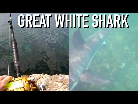 Видео: Я поймал большую белую акулу