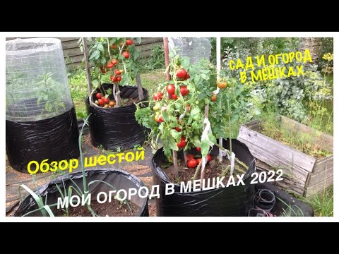 Видео: МОЙ ОГОРОД В МЕШКАХ 2022. Обзор шестой.