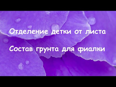 Видео: Отделение детки от листа. Состав грунта для фиалок (фитильный полив).