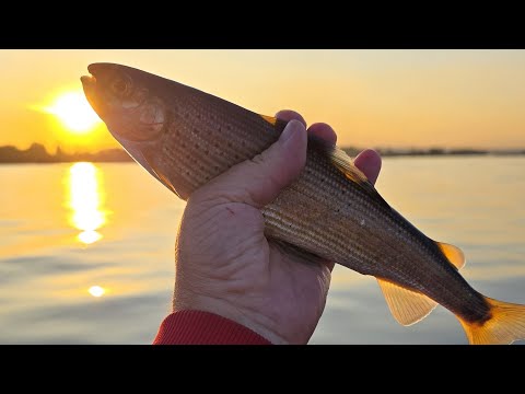 Видео: Енисей. Рыбалка на хариуса.