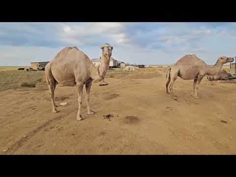 Видео: Жазда туылған қозылар | Жаңбыр