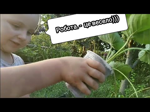 Видео: Саджанці полуниці від зрізу до відправки. Весела робота )))
