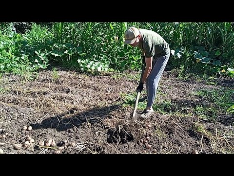 Видео: КАРТОПЛЯ ВРОДИЛА ВИРУЧИЛА СЛАВ'ЯНКА. ЗАНОСИМО В ПОГРІБ КАРТОПЛЮ ЗАВЕРШУЄМО СЕЗОН .