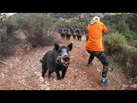 Видео: 100 лучших снимков! Уничтожьте гигантского агрессивного кабана — Опасная охота на дикого кабана