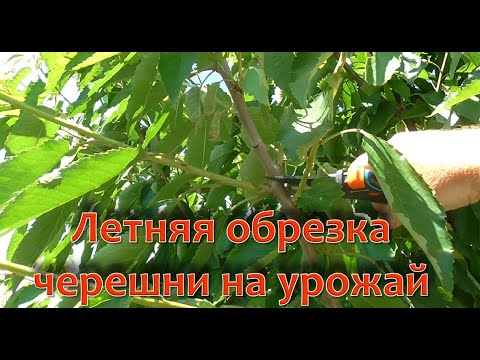 Видео: Летняя обрезка черешни на повышение урожая