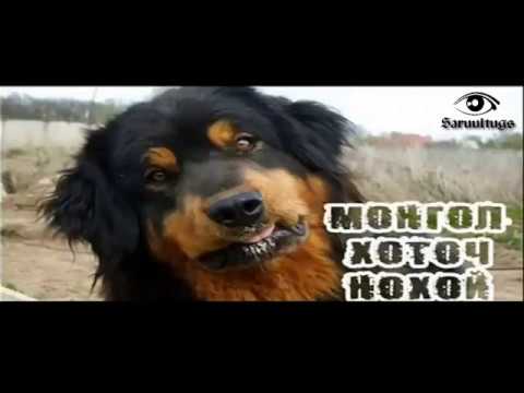 Видео: Үнэнч Монгол Банхар