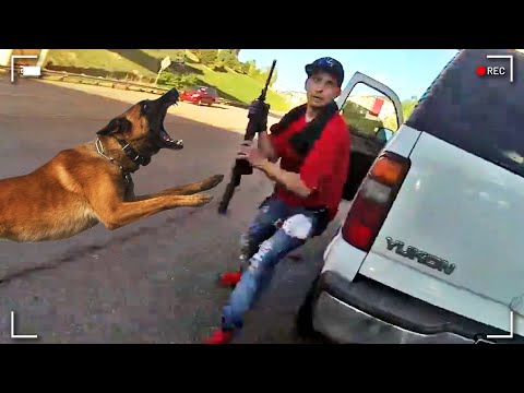 Видео: Когда полицейские собаки спасают положение