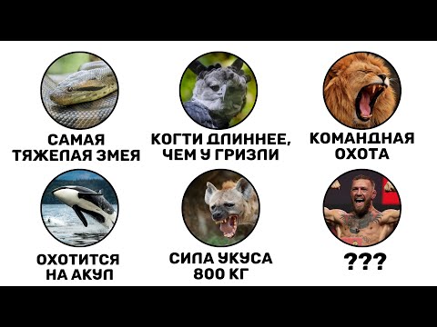 Видео: Абсолютные хищники: Кто правит на Земле?