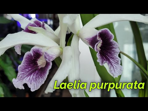 Видео: Laelia purpurata. Моя коллекция.