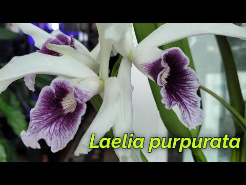 Видео: Laelia purpurata. Моя коллекция.