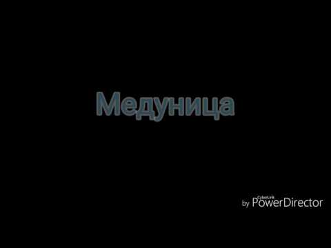 Видео: Коты-Воители в реальности (часть 2)