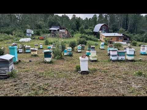 Видео: Вести с Таёжной пасеки.Июнь25г.