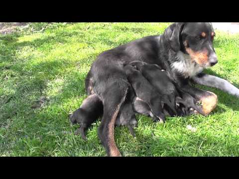Видео: Малки кученца. Кърмене на малките кученца