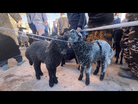Видео: СУТДОР ОНА БОЛА ВА БУГОЗ СИГИР ВА КУЙ КУЧКАР БОЗОР НАРХЛАРИ ХАЗОРАСПДА 05 10 2025г