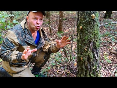 Видео: Грибы опята. Анализ роста 5-8 сентября. Что изменилось?