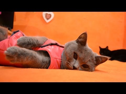 Видео: VLOG: СОБИРАЕМ ЧЕМОДАНЫ