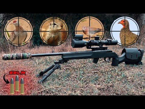 Видео: 22LR Охота с Pard Night Stalker 4K Pro || Голуби, горлицы, суслики и куропатки СБРОСАЙТЕ!