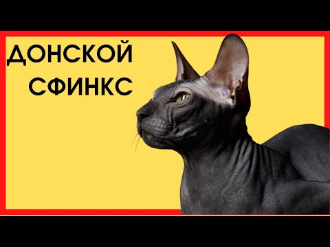 Видео: ДОНСКОЙ СФИНКС