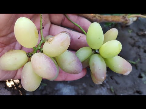 Видео: Как получить урожай с черенка винограда в год укоренения 
