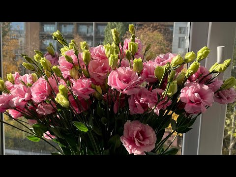 Видео: Шукаємо квітоноси🦋🥳😘# peloric#orchid#flowers#nice#phalaenopsis#метелики