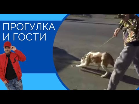 Видео: Прогулка и гости(щенок стаффа)