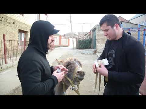 Видео: КАК МОЛЛА НАСРЕДДИН КИНУЛ ДРУГА. ИСТОРИЯ ЖИЗНИ.