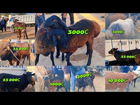 Видео: МОЛ БОЗОРИ КУБАДЁН ЖУМА БОЗОРИ КУБАДЁН МАРХАМАТ