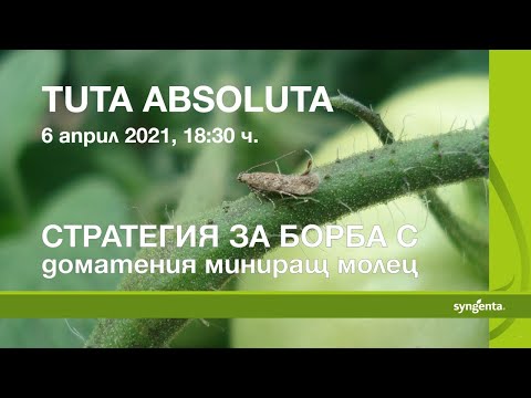 Видео: Tuta absoluta - стратегия за борба с доматения миниращ молец