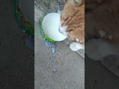 Видео: Рыжик --- добряк (кот Леопольд) 🩷🩵🫶