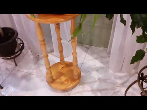 Видео: Кринум зацвел! 😄  Гибискус варьегатный,Кливия,Циссус ромболистный #кринум #цветущий #8мая2021