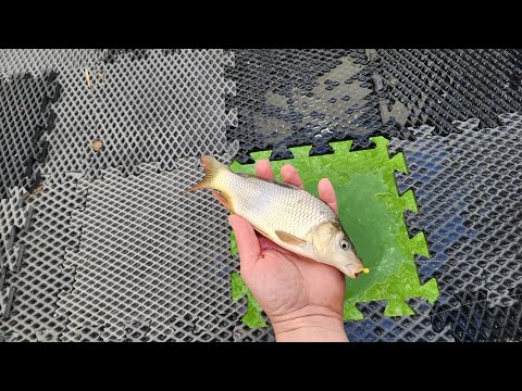 Видео: Закрытие сезона. Отлично отловились. Весенний карась. Сазан из-подо льда. 21.03.2025.