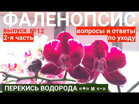 Видео: ФАЛЕНОПСИС в домашних условиях ПЕРЕКИСЬ ВОДОРОДА для ОРХИДЕЙ плюсы или минусы?