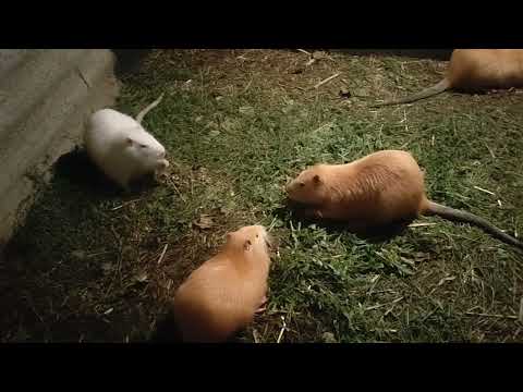 Видео: Сухой корм для нутрий? Можно нутрий держать в клетке?