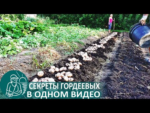 Видео: 🥔 Посадка картофеля вразвал с окучиванием по технологии Гордеевых