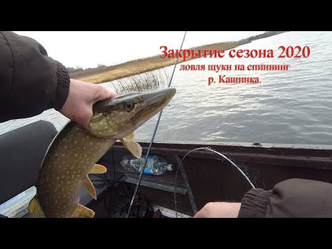 Видео: Закрытие сезона 2020 ловля щуки на спиннинг и не только 21.11.2020г., р. Кашинка, Кашинский район.