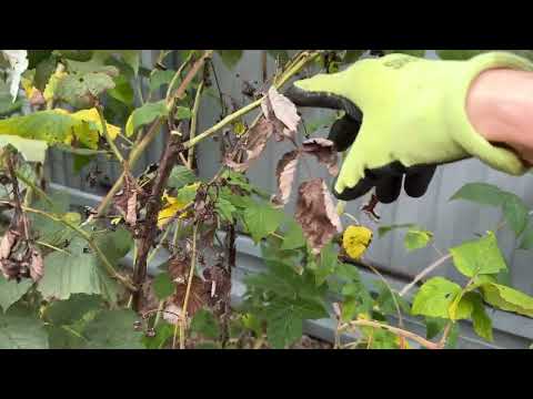 Видео: Дидимела - напасть, от которой не избавиться