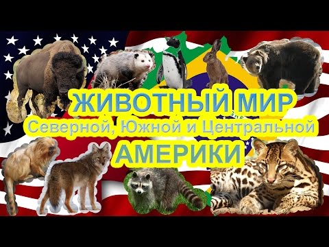 Видео: Развивающие мультики для детей. Животные Америки. Слушаем звуки.