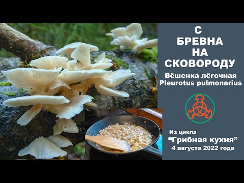 Видео: С бревна на сковороду. Вёшенка лёгочная  -  Pleurotus pulmonarius . Грибная кухня. 4.08. 2022 года