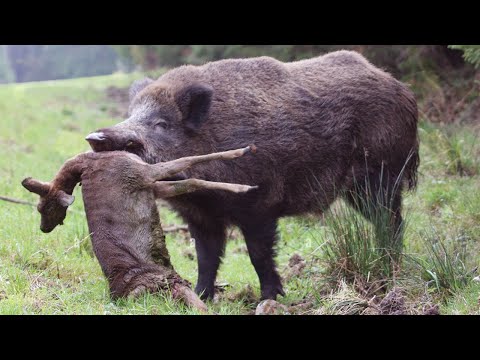 Видео: Кабан – настоящий бронированный трактор! Ловит рыбу, охотится на зайцев и ест оленей!