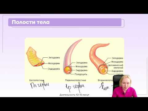 Видео: Симметрия тела, полости, двухслойные и трехслойные животные.