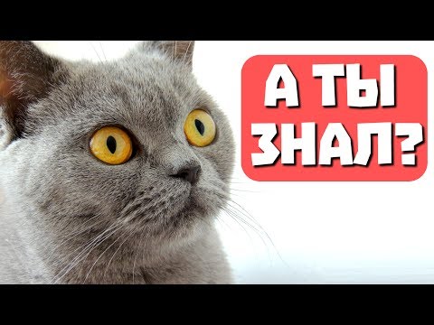Видео: 20 интересных фактов о кошках. С веселым котом #Джемом
