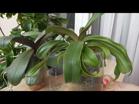 Видео: Ого! Орхидейные ВЫКРУТАСЫ. Жду совета от вас. Что делать будем?