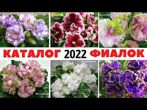 Видео: 🌺 ФИАЛКИ на  2022 год ☑️  КАТАЛОГ моих СОРТОВ