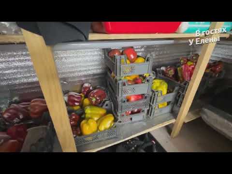 Видео: ГОТОВЛЮ ВАРЕНЬЯ / ЧЕРЕНКОВАНИЕ И УКОРЕНЕНИЯ ПЕЛАРГОНИЙ / ЗАНЕСЛА ВСЕ ДОМОЙ / ВИНОГРАД