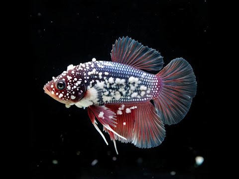 Видео: Почему заболели рыбки Петушки? Сапролегниоз! Основные причины!