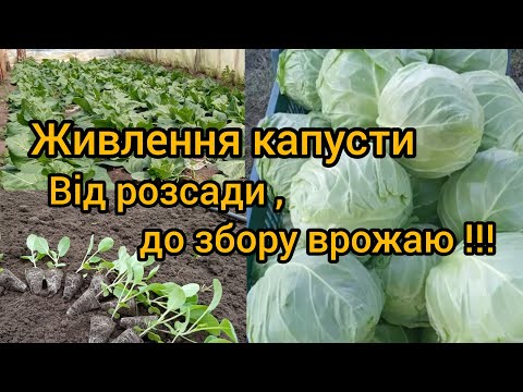 Видео: ЯК ТА ЧИМ ПІДЖИВИТИ КАПУСТУ?!