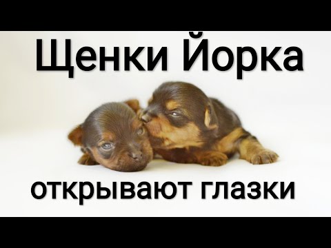 Видео: Щенки Йорка открывают глазки - 2 недели.